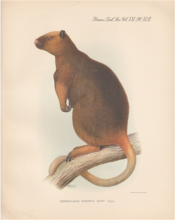 Wondiwoi tree-kangaroo species of mammal