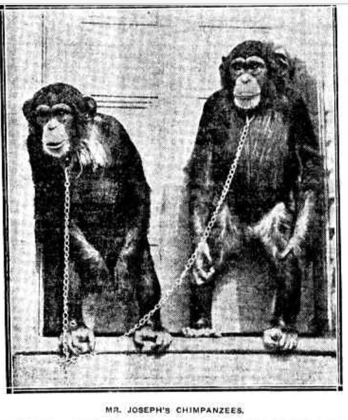 File:Ellis Joseph's Chimpanzee's 30-Sep-1912.jpg