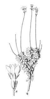 <i>Forstera</i> genus of plants
