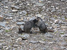 Wrestling behaviour, Jasper National Park, Canada Hoary marmots wrestling.JPG