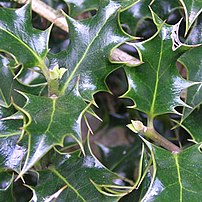 Young shoots of Ilex aquifolium, Holly