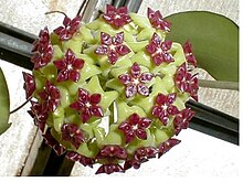 Hoya cinnamomifolia.jpg үлгісі