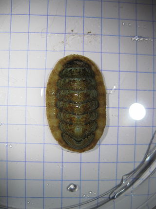 <i>Chaetopleura apiculata</i> Species of mollusc