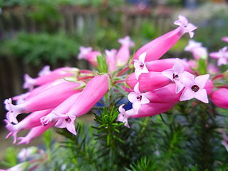 <i>Erica ventricosa</i> Species of flowering plant