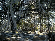 Toilet paper hanging from the trees from the annual rolling of Cottingham Forest during Mom's weekend TPed.jpg