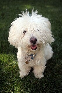 Coton de Tulear Dog breed