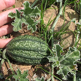 <i>Cucurbita pedatifolia</i> Species of flowering plant