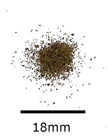 Seeds of H. salicifolia Heimia Salicifolia Seeds.jpg