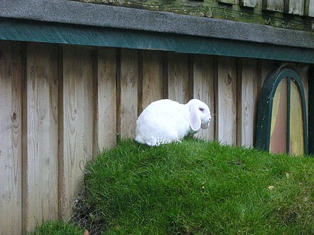 Animal Adventure rabbit Longleat003.jpeg