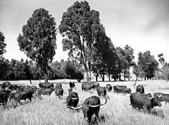 Pure Bred Afrikander Cattle at Ermelo, Transvaal