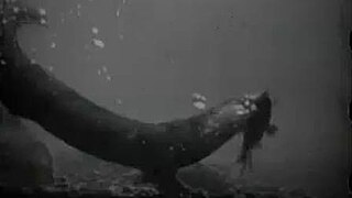 <i>An Otter Study</i> 1912 British film