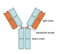 Antibody diagram.