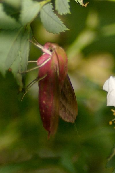 File:Big red insect.jpg