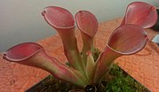 Thumbnail for Heliamphora exappendiculata