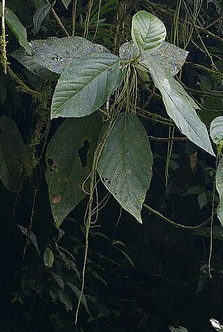 <i>Myriocarpa</i> Genus of flowering plants