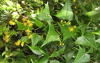 <i>Delairea aparadensis</i> Species of flowering plant in the daisy family Asteraceae