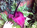 A 'dragon arum'