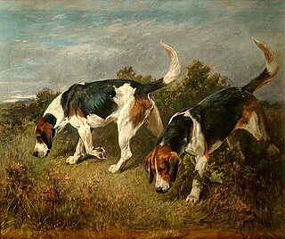 <span class="mw-page-title-main">Buckhound</span> Breed of dog