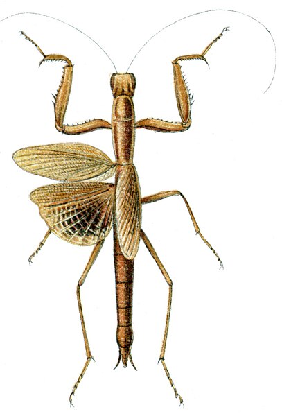 File:Paroxyophthalmus collaris.jpg