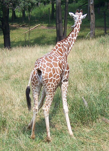 File:ReticulatedGiraffeP1.jpg