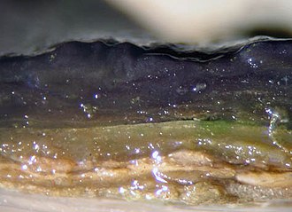 Cross-section of a microbial mat Microbial mat section.jpg