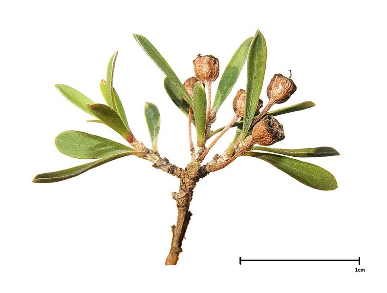 File:Ti-tree sprig with fingers removed.jpg