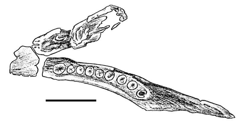 File:Geranosaurus.png