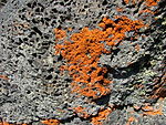 Reddish-colored lichen on volcanic rock.jpg