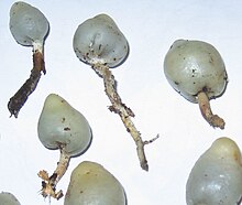 Fruitbodies. Weraroa novae-zelandiae.jpg