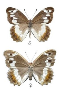 <i>Chazara egina</i> Species of butterfly