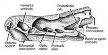 Pysk-orbitalregion-stylo2.jpg