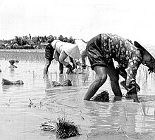 The villages: battleground for hearts and minds Vietvillage.jpg