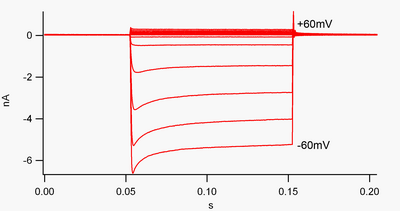 Figure 1. Whole-cell current recordings of Kir2 inwardly-rectifying potassium channels expressed in an HEK293 cell. (This is a strongly inwardly rectifying current. Downward deflections are inward currents, upward deflections outward currents, and the x-axis is time in seconds.) There are 13 responses superimposed in this image. The bottom-most trace is current elicited by a voltage step to -60mV, and the top-most to +60mV, relative to the resting potential, which is close to the K reversal potential in this experimental system. Other traces are in 10mV increments between the two. Inward-rectification.png
