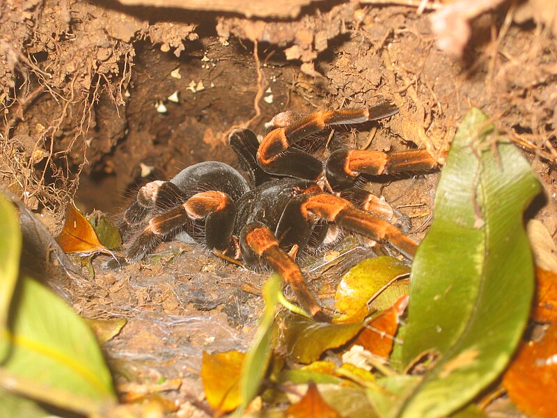 File:Tarantula nest.jpg