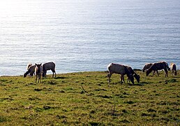 Tule elk grazing by the seaside