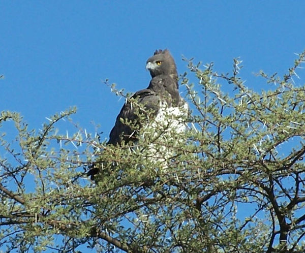 Martial eagle in Namibia