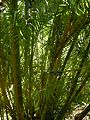 Dypsis lutescens (Chrysalidocarpus lutescens)