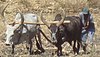 گاوهای رایا در ploughing.jpg