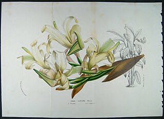 <i>Canna liliiflora</i> Species of plant