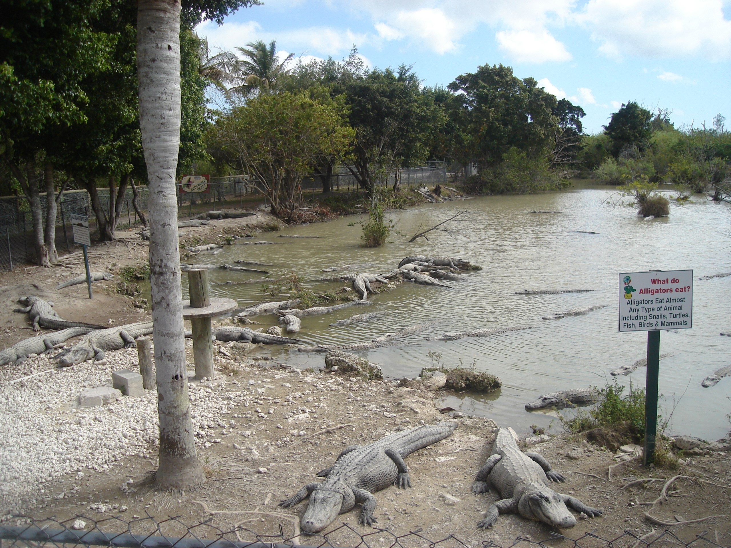 Everglades Alligator Farm History