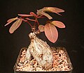 Thumbnail for Phyllanthus mirabilis