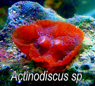 <i>Discosoma</i> Genus of corals