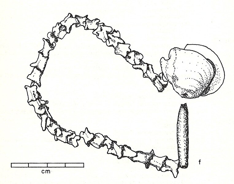 File:Anker snake vertebrae necklace.jpeg