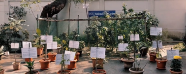 Medicinal Plant of Pharmacy Department