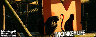 <i>Monkey Life</i> British TV series or programme