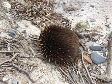 Echidna (Tachyglossus aculeatus)  searching for food among sand dunes at Friendly Beaches.[12]