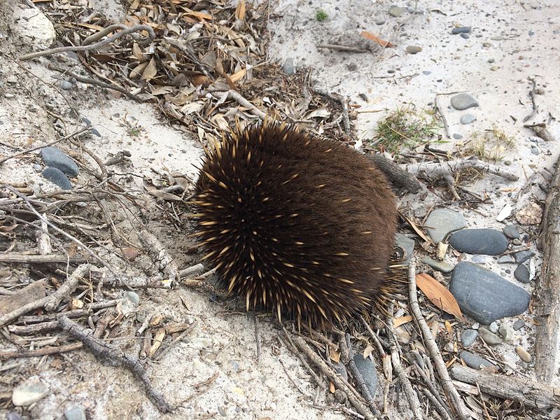 File:Echidna at Freycinet.jpg