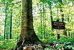 Thumbnail for Warren Woods State Park