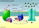 Thumbnail for G protein-gated ion channel