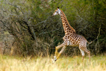 Thumbnail for File:Giraffe at Hilton.png